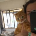 Photo of "Enslow" Purrfect Match