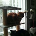 Photo of Tigger And Gidget The Inseperable Duo