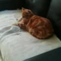 Photo of Tigger And Gidget The Inseperable Duo