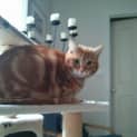 Photo of Tigger And Gidget The Inseperable Duo