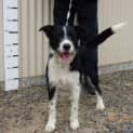 Photo of Ollie