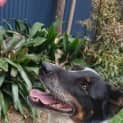 Photo of Ruby