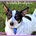 Photo of Tammy ~(On Trial 29/9/15) Mini Foxy X