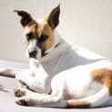 Photo of Loveable Daisy Good With Cats!