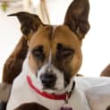 Photo of Loveable Daisy Good With Cats!