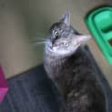 Photo of Smokey