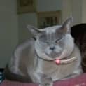 Photo of Betty The Burmese
