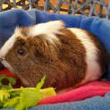 Photo of Alfie
