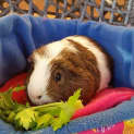 Photo of Alfie