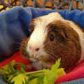 Photo of Alfie