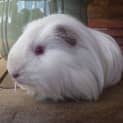 Photo of Yoshi
