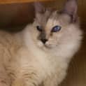 Photo of Minks