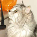 Photo of Mufasa