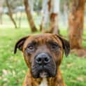 Photo of Hugo