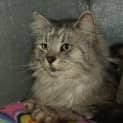 Photo of Mufasa