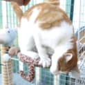 Photo of Oliver