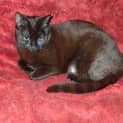 Photo of Zelda