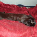 Photo of Zelda