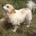 Photo of Chippy