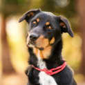 Photo of Wiggles