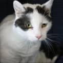 Photo of Oswald