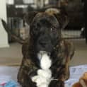 Photo of Miss Pascal ~ Mastiff X Shar Pei~ (Trial 10/10/15)