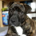 Photo of Miss Pascal ~ Mastiff X Shar Pei~ (Trial 10/10/15)