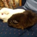 Photo of Bronte And Clementine