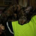 Photo of Gem