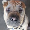 Photo of Bruiser