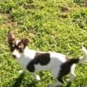 Photo of Daisy