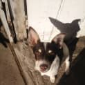 Photo of Daisy