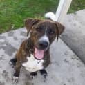 Photo of Harvey