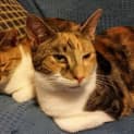 Photo of Kimono And Vesta