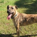Photo of Sally (Adopted 22/12/15)