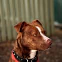 Photo of Biscuit