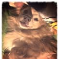 Photo of Louie 