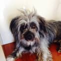 Photo of Barley A Friendly Happy Boy!