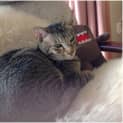 Photo of Monkey (Brunswick East) **$50 Adoption** 