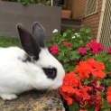 Photo of Rigby The Rabbit 