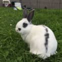Photo of Rigby The Rabbit 