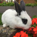 Photo of Rigby The Rabbit 