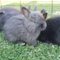 Photo of Angora. Male And Female 