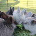 Photo of Angora. Male And Female 
