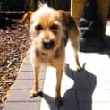 Photo of Peanut