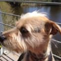 Photo of Peanut