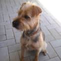 Photo of Peanut