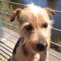 Photo of Peanut