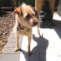 Photo of Peanut