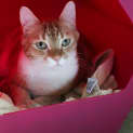 Photo of Binx 